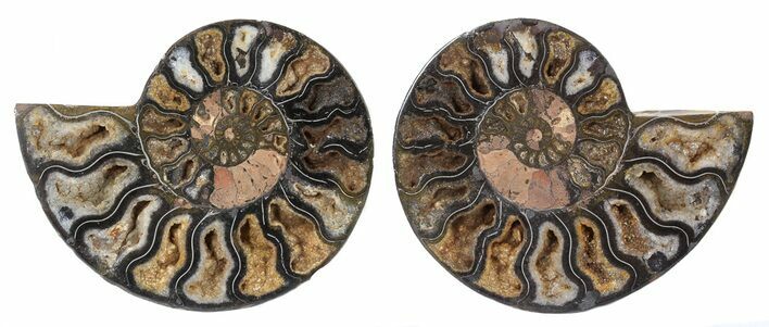 Split Black/Orange Ammonite Pair - Unusual Coloration #55592
